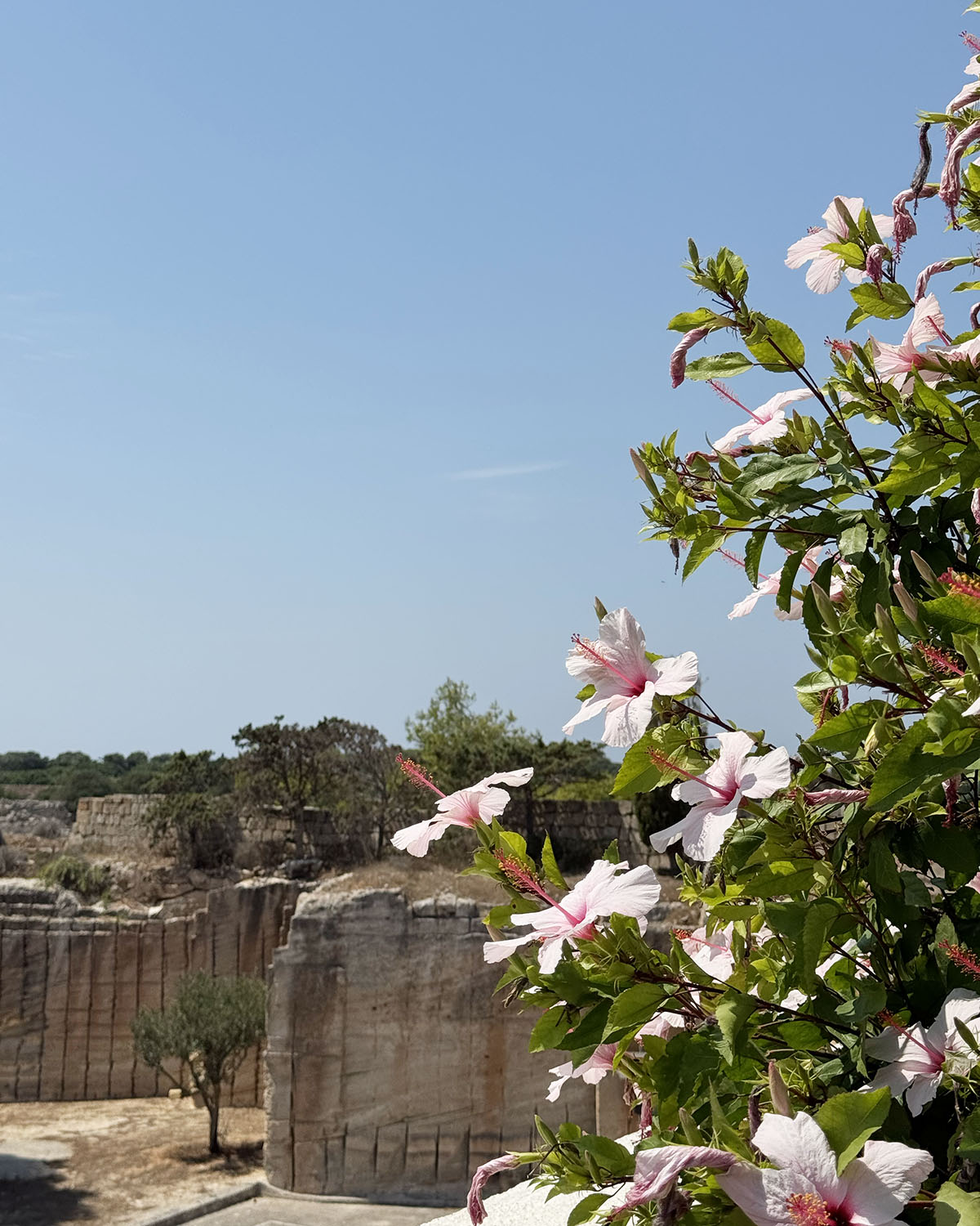 Scorcio degli esterni di Mae a Favignana con fiori chiari in primo piano e vista sulla cava di tufo della proprietà.